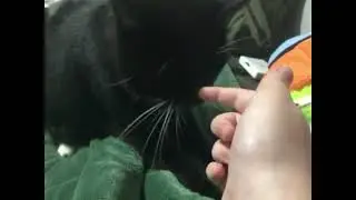 REBRAND TIME!!! (Cat bonus included!)