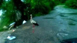 Цапля ловит сома