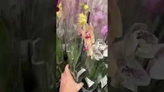 Леруа Мерлен 22 октября. Орхидеи в зале.