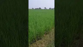 Beautiful agri land🔥#agriculture #shorts