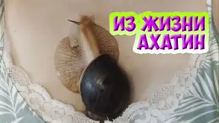 Ахатина гигантская один день жизни огромных улиток