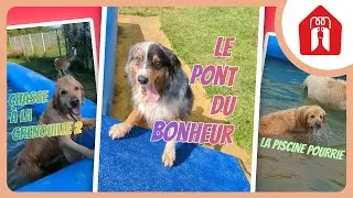 L' AJOUT QUI VA TOUT CHANGER (ou pas)🐶 Pension CHEZ MARTH' 87 #42