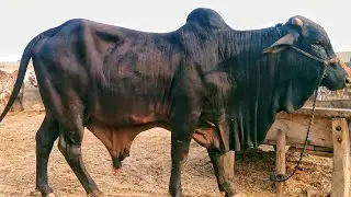 How to make money animal business for cholistani cow|Visit to Cholistani Cow Farm|jutt da styal