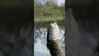 Ротан на сковородку 