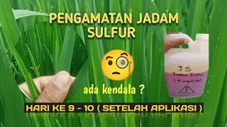 Pengamatan Jadam Sulfur - Hari ke 10 Pada Tanaman Padi