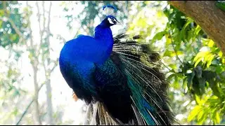 Amazing Peacock voice calls 4k