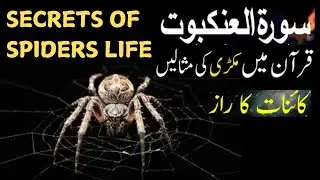 Secrets Of Holy Quran  | Surah Hankboot And Spider Relation | Dark Side of Spiders