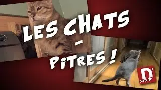 D'Click - Les chats – Pitres !