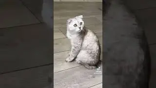 Смешной кот!!! Хахахахах хаха хахаха #гелик