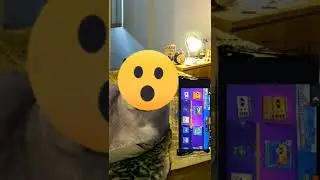 #brawlstars #бравлстарс #эльпримо #ящик #шлепа #шлёпатоп#шлёпик#пельмени