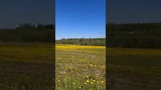 полевых цветов веночек #music #музыка #beautiful #nature #матушказемля