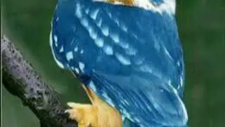 Burung hantu yg unik dan lucu....tonton!!!!!