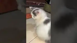 Kucing Persia Nonton HP - Kitten Cat Persian Watching Mobile Phone