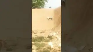 Very Dangerous Dog in Pakistan  tiktok videos