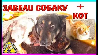 Новый питомец СОБАКА  и КОТ  в придачу / купили дом с собакой / Alisa Easy  Pets