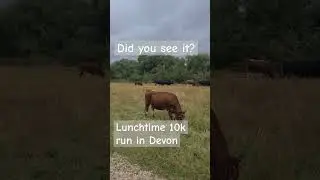 Did you see it? | videobombing | 10k run 