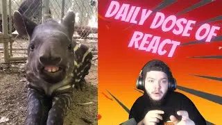 DAILY DOSE OF INTERNET REACTION 5