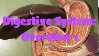 Digestive Overview 1