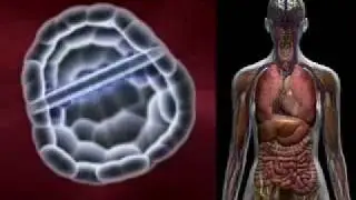 HHMI's Stem Cells - Understanding Embryonic Stem Cells