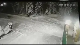 Маленький терьер спас десятилетнего мальчика от волка