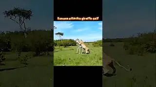 lion vs giraffe 
