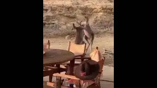 Жёсткая стычка кенгуру 🦘

