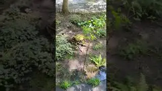 Прошёл весёлый дождь!☔🥰☀️♥️🌈✌️👍❤️🐕
