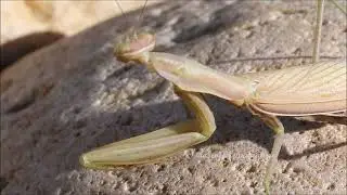 Praying Mantis Goes Rock Climbing with a Little Prayer but No Approach Shoes. This Is What Happens.