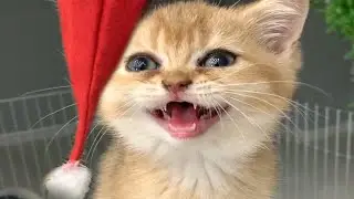 Котенок готовится к Новому году и Рождеству #shorts