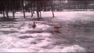 Moscow red dugs