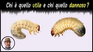 INSETTI UTILI E INSETTI DANNOSI NELL'ORTO