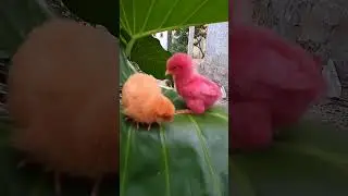 ayam warna warni rainbow #lucu #ayamwarnawarni #animalsvideo #animalcute #shorts