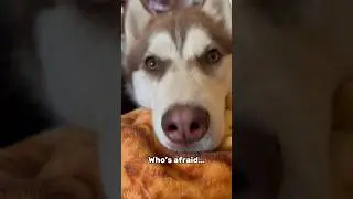 Who’s afraid??