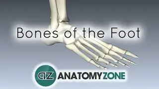 Bones of the Foot - Anatomy Tutorial