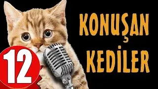 Pisicik TV - Konuşan Kediler 12 - En Komik Kedi Videoları!