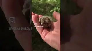 Брошенные дети в лесу!