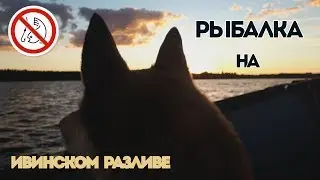 "Рыбалка" на Ивинском разливе / Перевернулся и утопил мотор / Свирь