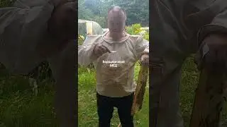 Мед с Борщевика Сосновского