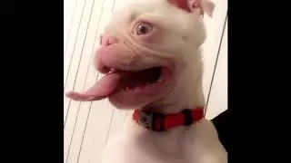 Yeti the Albino Pug: Pug breathing