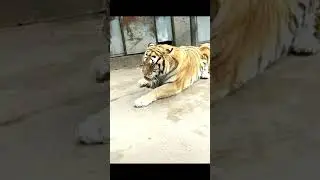 Tiger 257