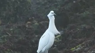 Little Egret is eating a fish - Малая чапля есь рыбу