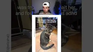 HER CAT HAS ADHD.. 😭