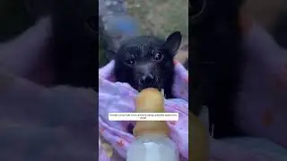 She was afraid of bats, but she couldn't pass by this one.