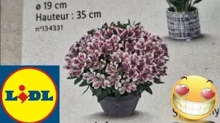 ARRIVAGE LIDL 14 JUIN 2023