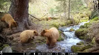 Cinnamon Bears at Creek Crossing
