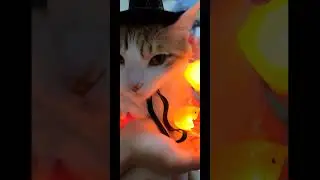 сладость или гадость? #кот #рыжий #юмор #halloween
