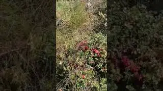 Брусника.Привет с Тверской области