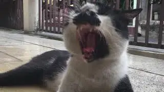 Tiga Kucing Asik Mengobrol dan Musyawarah, Diam Membisu!