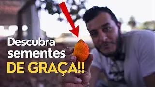 Homestead in Brazil- How the Dry Season Became a Time of Growth #lifeinbrazil #foodforest #tropical