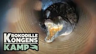 Krokodillekongens kamp (4:7) Guds 13-tal